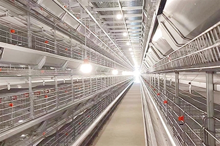 蛋雞籠養(yǎng)設(shè)備